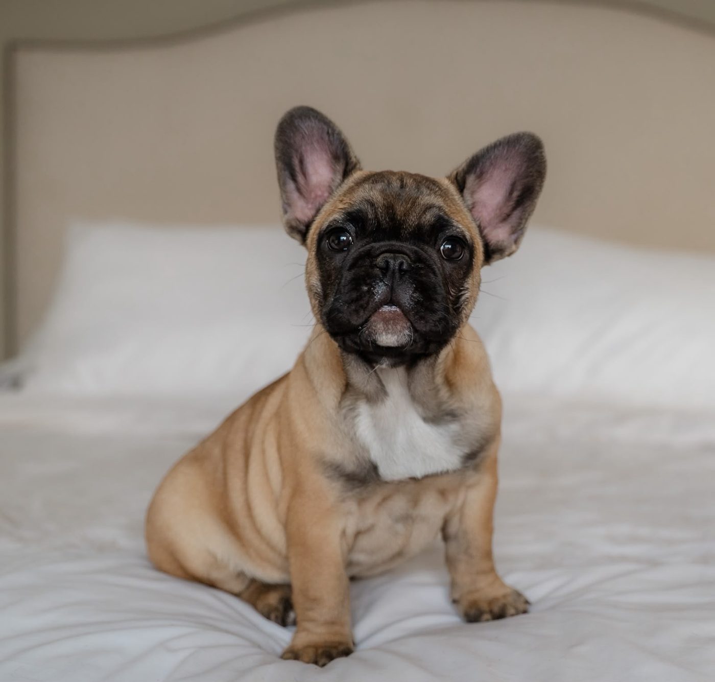 Belle, a fawn French Bulldog puppy with a black mask, sitting on a bed