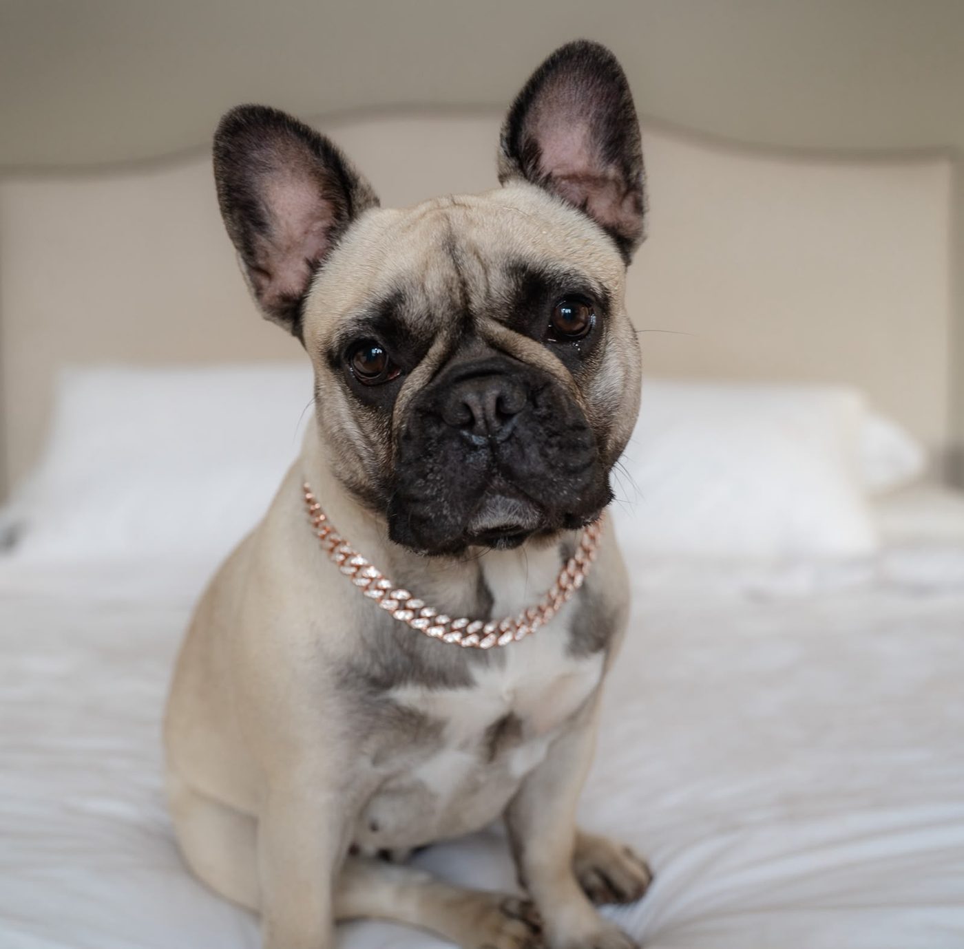 Cora, a fawn French Bulldog with a black mask
